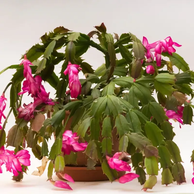 Pink Christmas Cactus