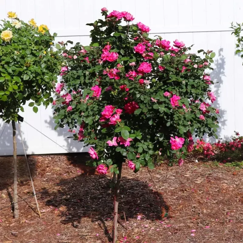 Pink Double Knock Out Rose Tree Form