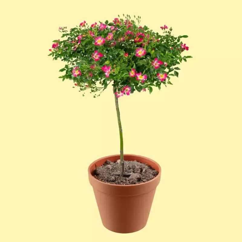 Pink Drift™ Rose – Tree Form