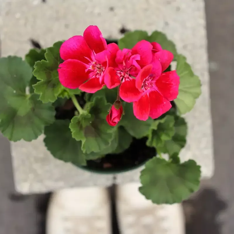 Pink Geranium