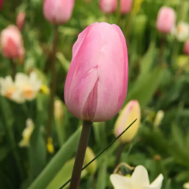 ‘Pink Impression’ Tulip