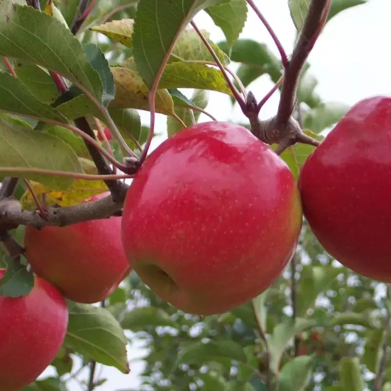 Pink Lady™ Apple Tree