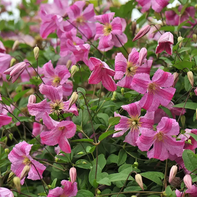 Pink Mink™ Clematis