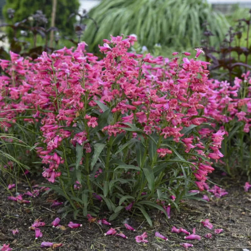 ‘Pink Pearls’ Penstemon barbatus