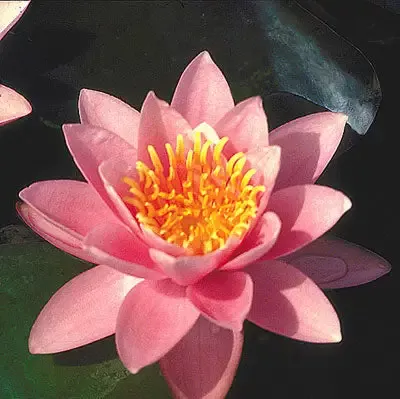Pink Sensation – Pink Hardy Lily