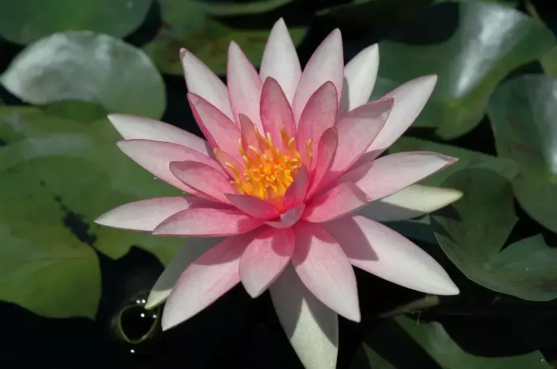 Pink Sparkle – Hardy Lily