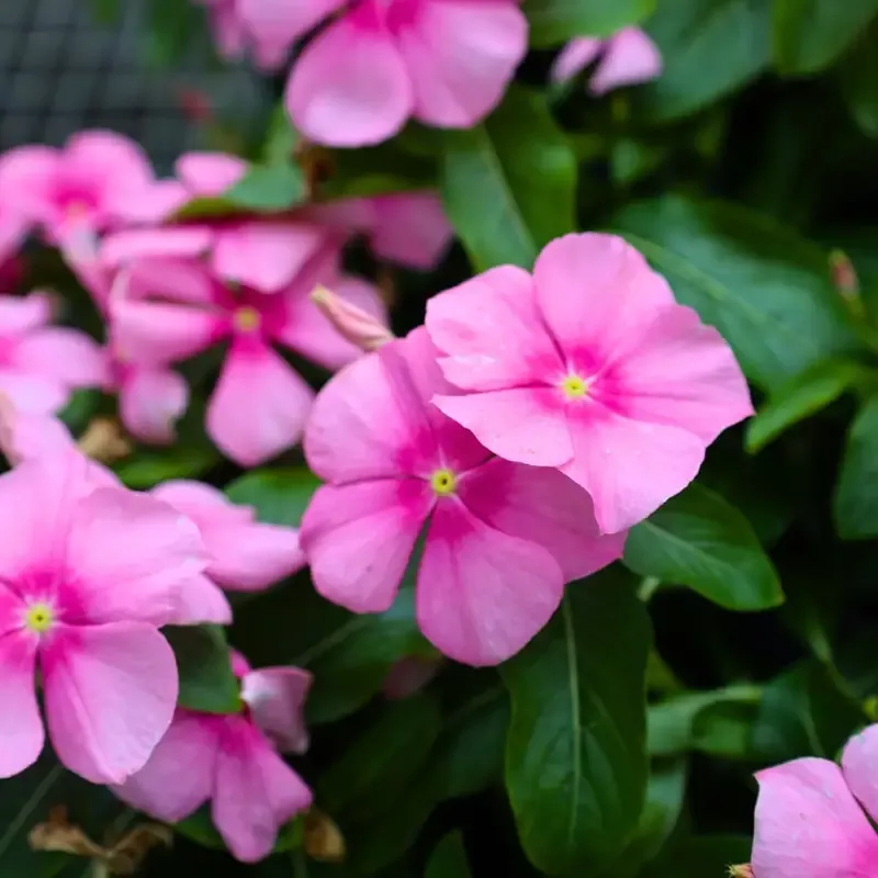 Pink Vinca