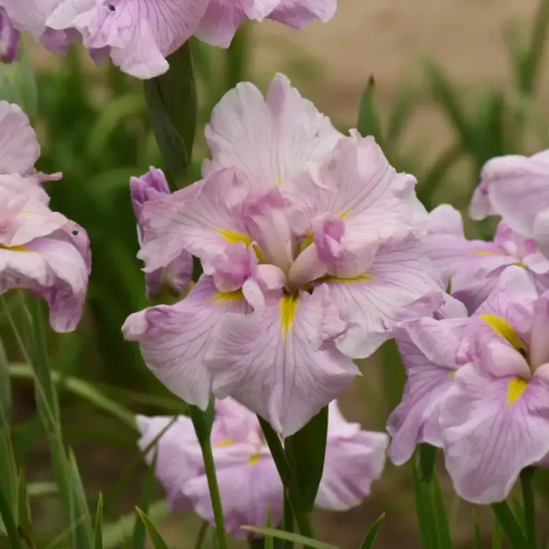 ‘Pinkerton’ Japanese Iris