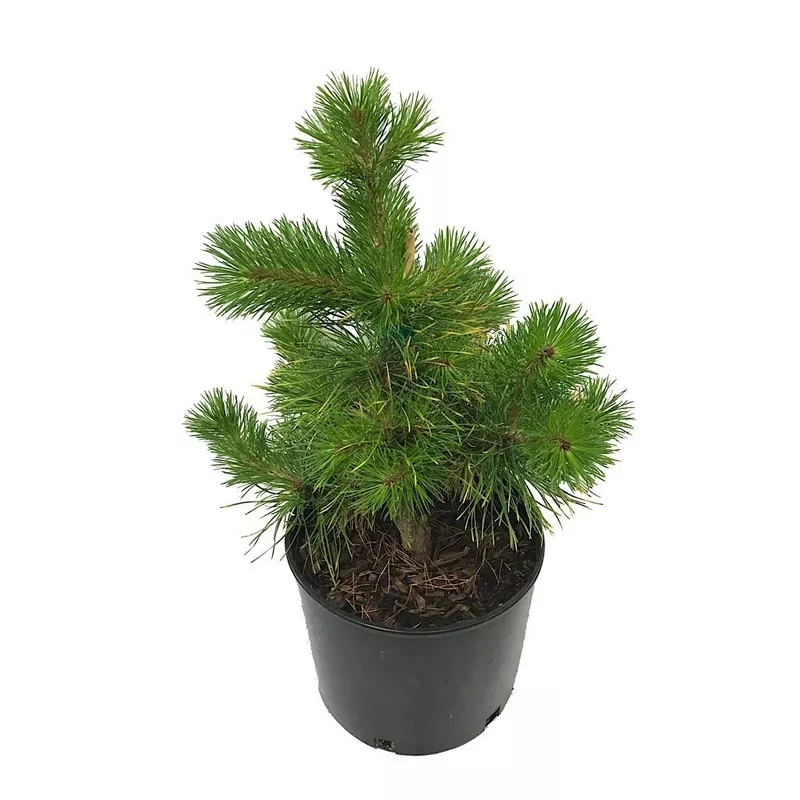 Pinus contorta ‘Chief Joseph’ 3 Gallon