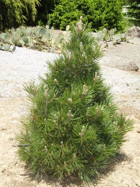 Pinus h l Irish Bell #3