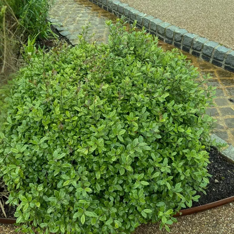 Pittosporum tenuifolium ‘Elfin’