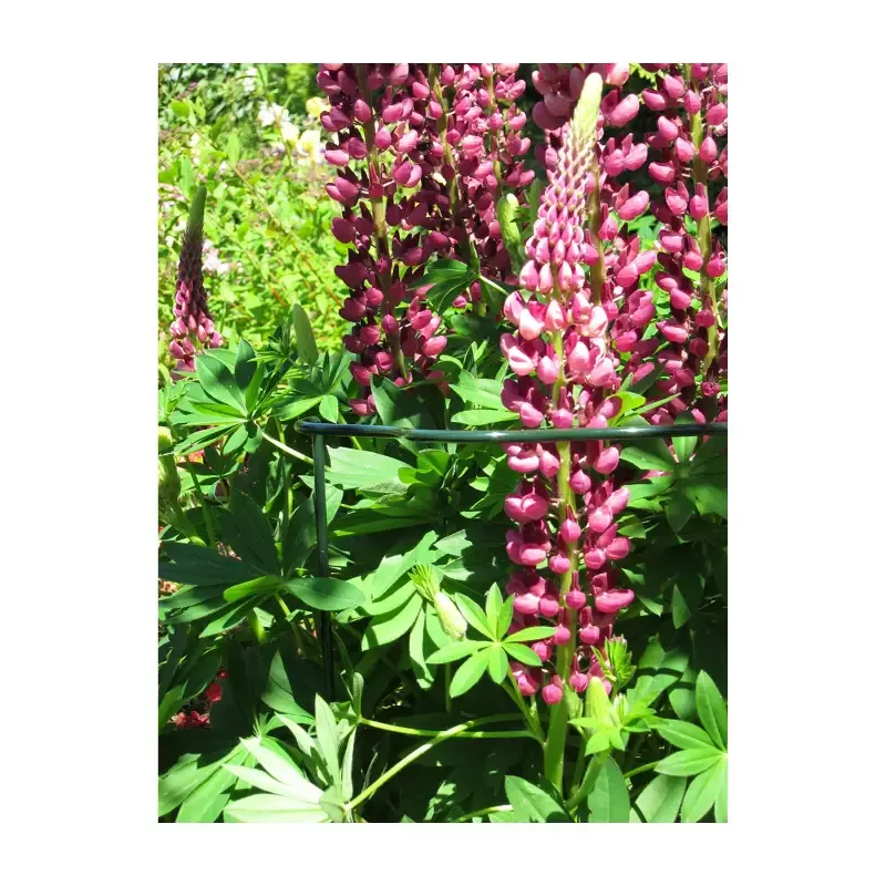 Plant Support Cradle 28″ Scalloped 14″ W