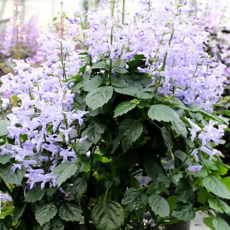Plectranthus Velvet Idol