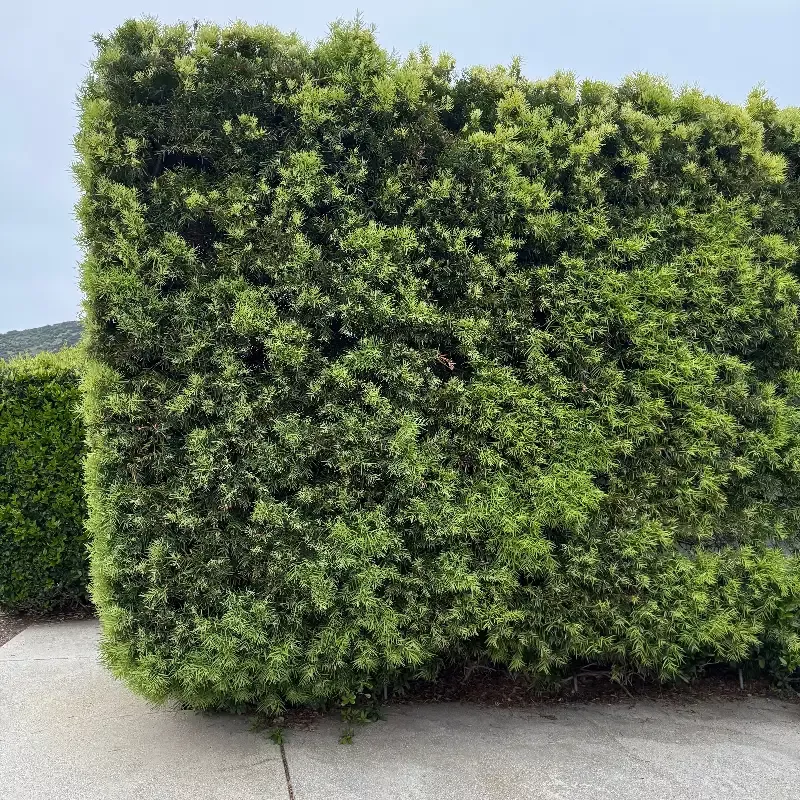 Podocarpus gracilior