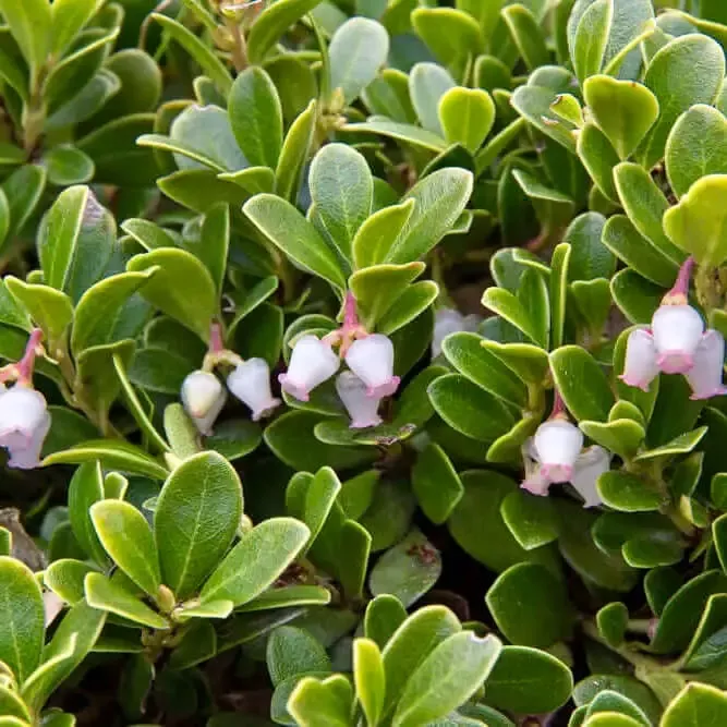 Point Reyes Manzanita