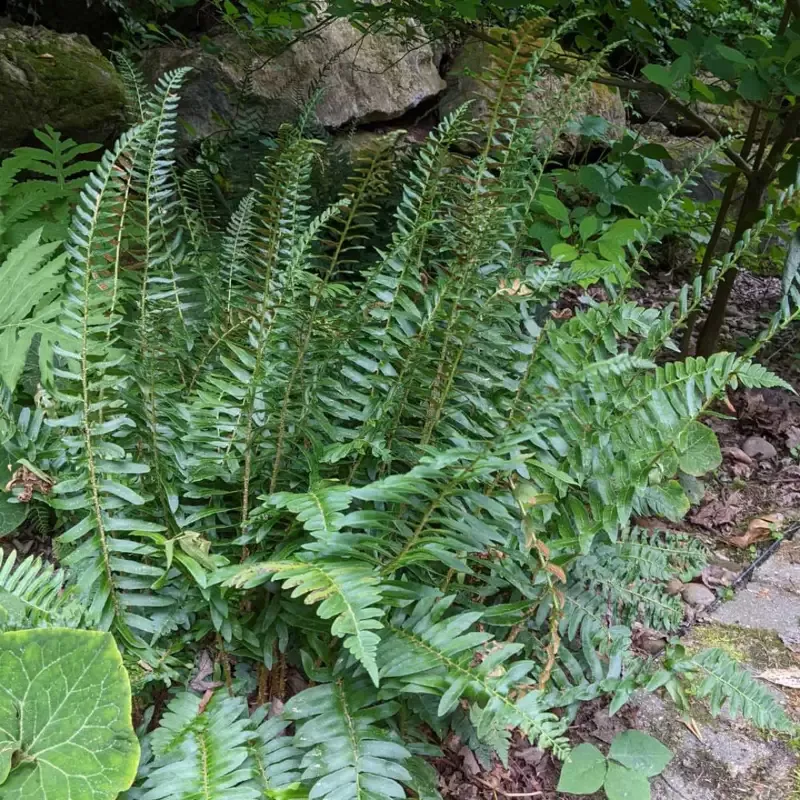 Polystichum Acrostichoides Christmas Fern – [CG]