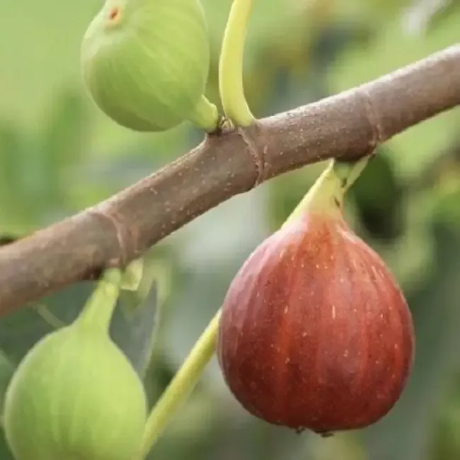 Pomegranate and Fig Variety Pack Combo