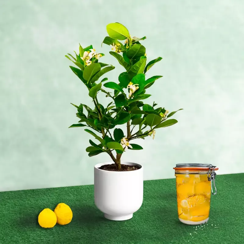 Ponderosa Lemon