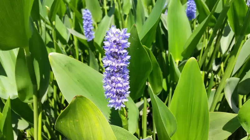 Pontederia Cordata “Pickerel Rush”