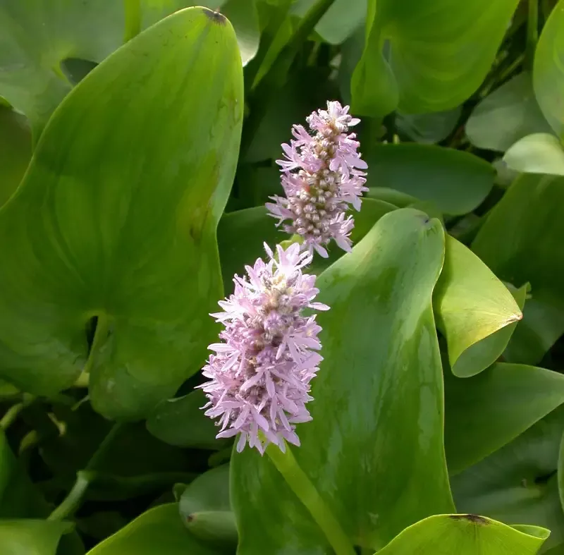 Pontederia Cordata “Pink” (Pink Pickerel Rush)
