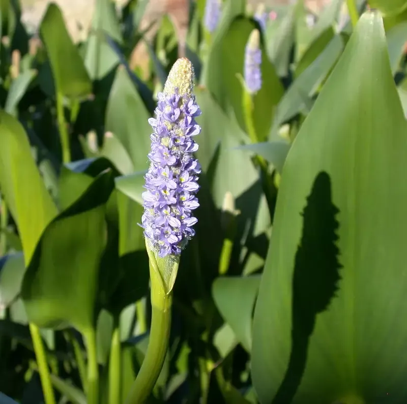 Pontederia Dilatata “Royal Pickerel Rush”