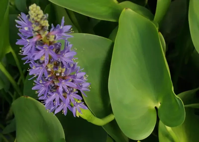 Pontederia Lanceolate “Giant Pickerel Rush”