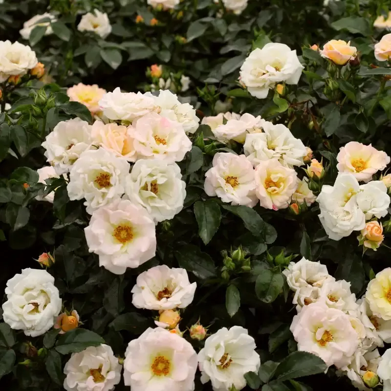 Popcorn Drift Rose