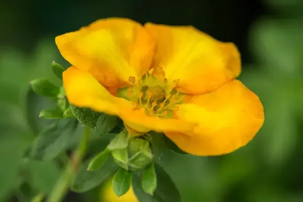 Potentilla- Mandarin Tango -2 Gallon