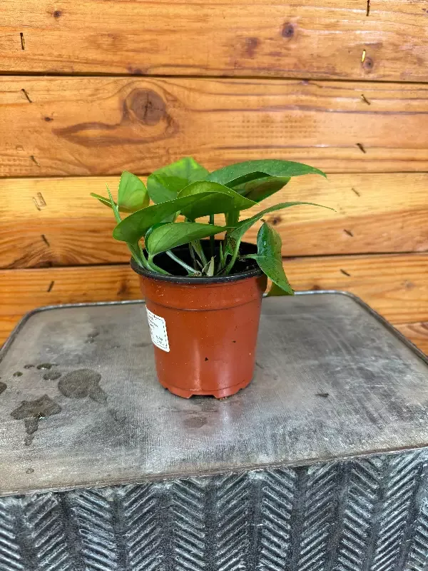 Pothos Jade, 4″ Plant