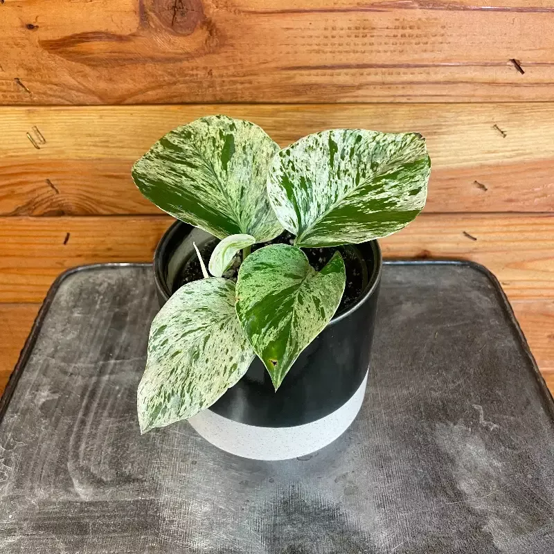 Pothos Marble Queen, 4″ Plant