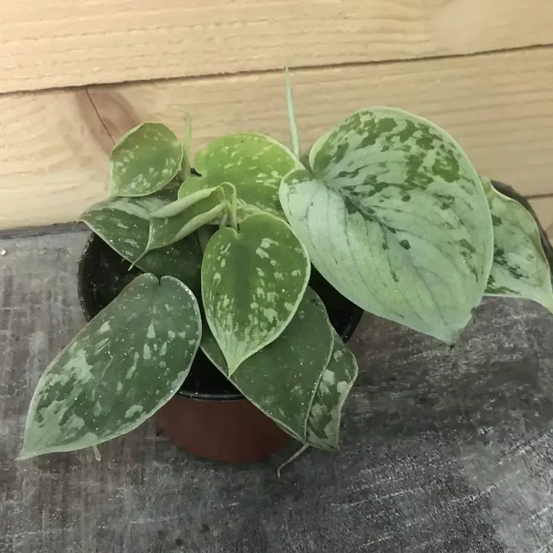 Pothos Silvery Ann, 4″ Plant