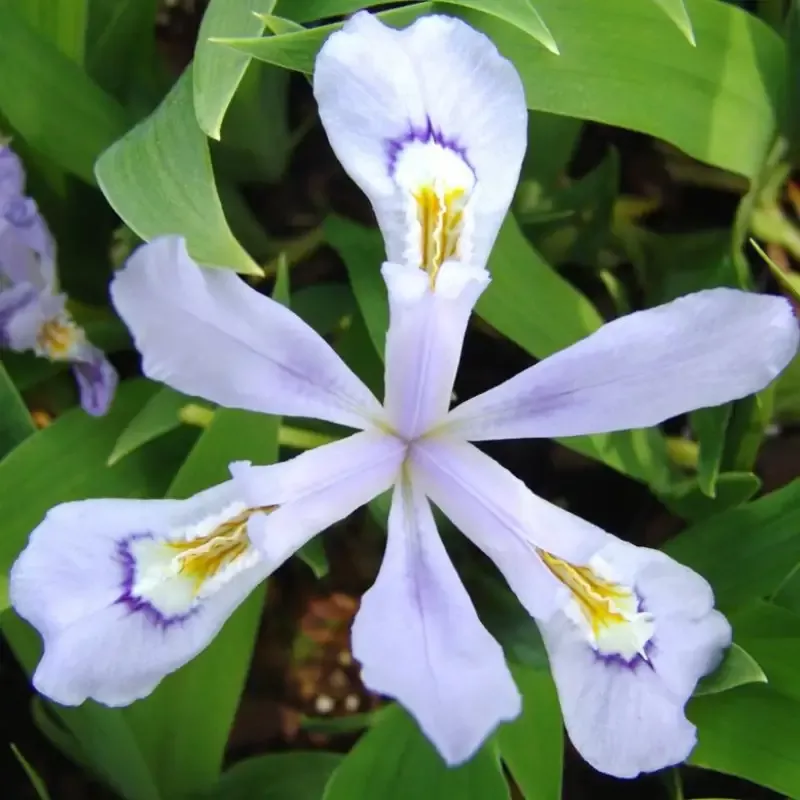 ‘Powder Blue Giant’ Dwarf Crested Iris