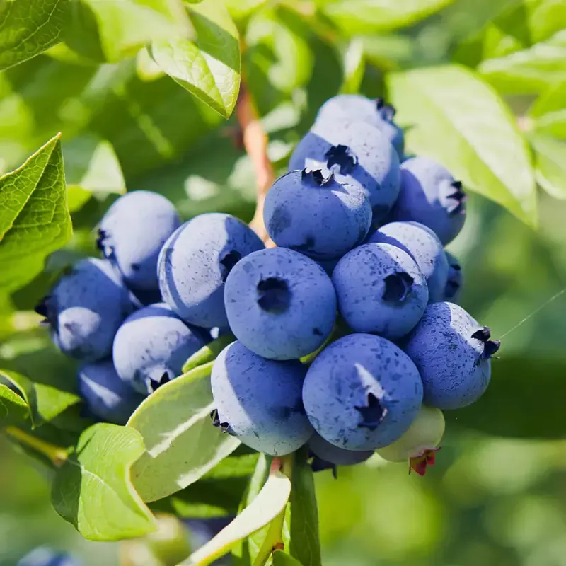 Powderblue Blueberry Bush