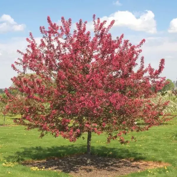 Prairie Fire Crabapple