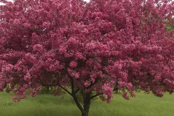 Prairifire Crabapple 25 Gallon : 1-1/2″