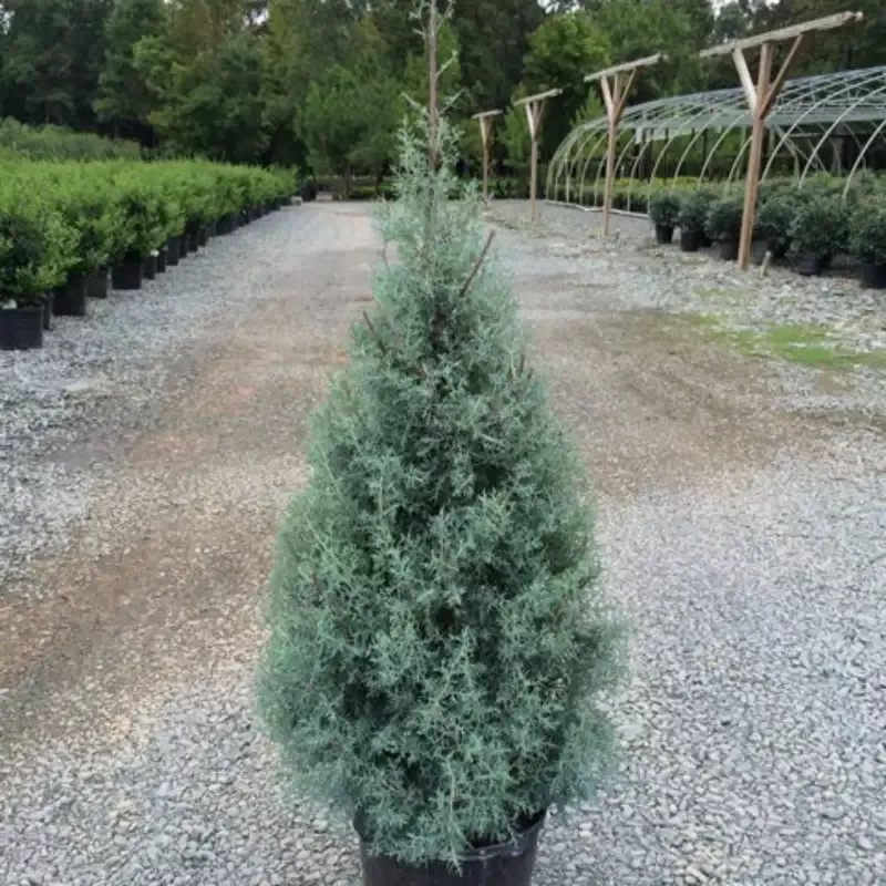 [PRE ORDER] Arizona Sapphire Tree