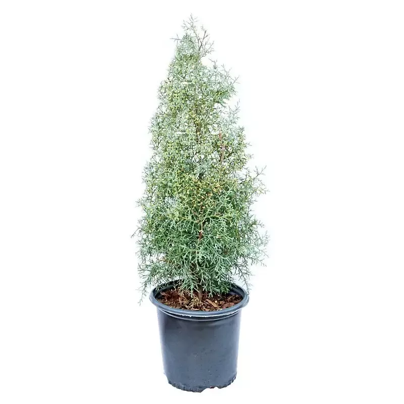 [PRE ORDER] Blue Ice Arizona Cypress Tree – (Christmas Tree)