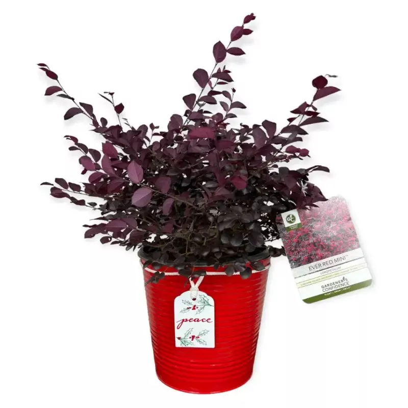 [PRE ORDER] Ever Red Mini Loropetalum