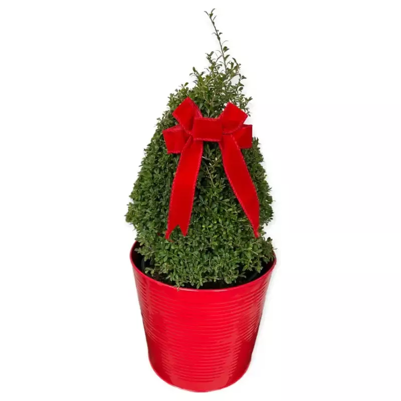 [PRE ORDER] Ilex Crenata ‘Beehive’ (Coned)
