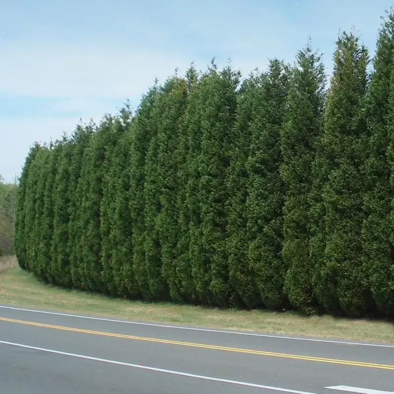 [PRE ORDER] Leyland Cypress Multipack/Liners (Starter Plants)