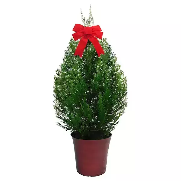 [PRE ORDER] Leyland Cypress Tree – (Christmas Tree)