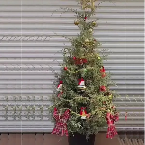 [PRE ORDER] Murray Cypress Tree – (Christmas Tree)