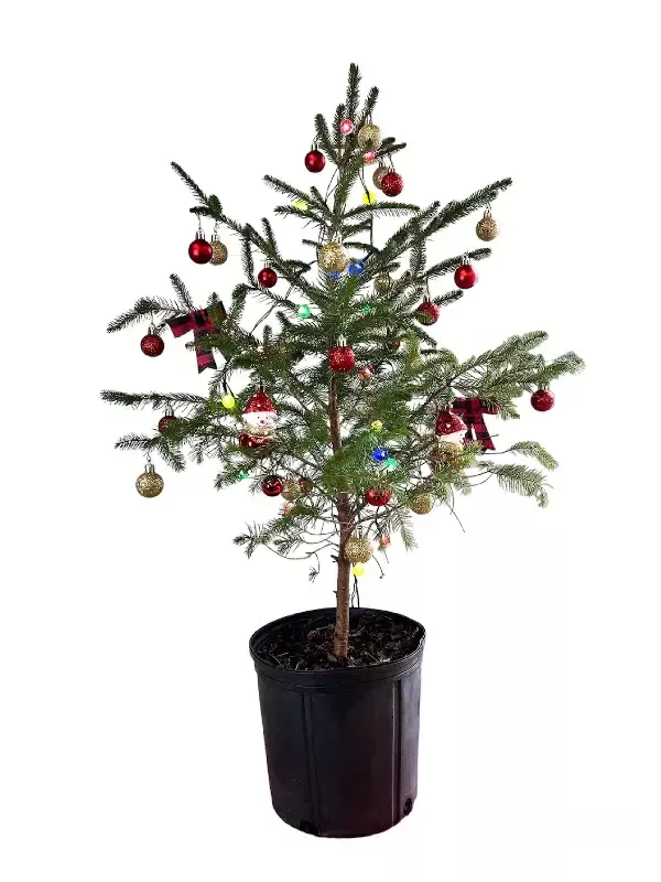 [PRE ORDER] Norway Spruce – Live Mini Christmas Tree