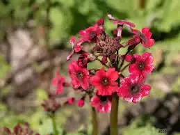 Primula japonica “Japanese Primrose”