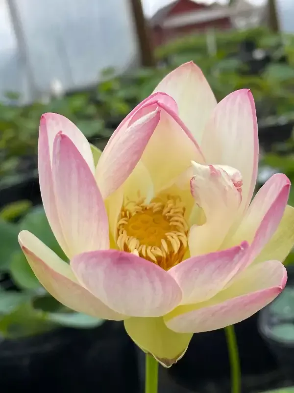 Princess Abby – Lotus