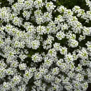 Pritzelago alpina ‘Icecube’ Pritzelago
