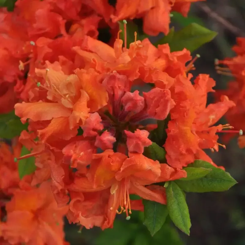 Private LaFayette Acree Rhododendron Native Azalea