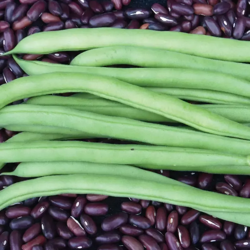 Provider Bean (Bush) : 1/4 Pound