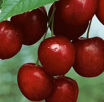 Prunus- Mesabi Cherry – 5 Gallon