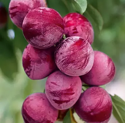 Prunus – Pipestone Plum – 5 Gallon